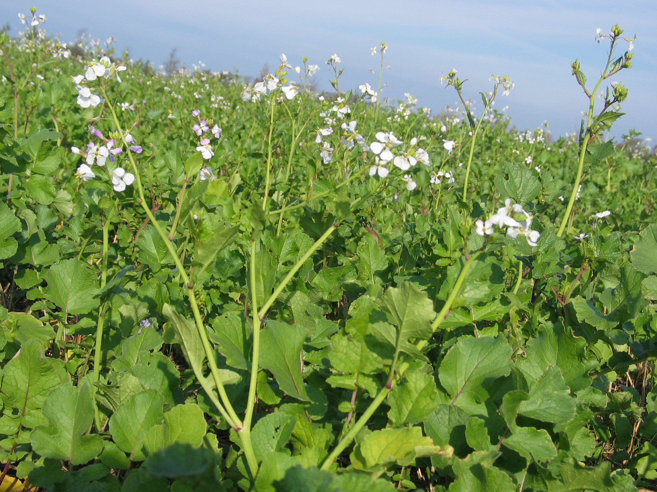 Øko. efterafgrøder